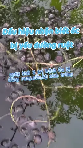 Dấu hiệu nhận biết ốc bị yếu đường ruột #nuoiocbuoudentrenbebat #trungocbuoudengiare #nuoiocnhoi #@Ốc bươu đen Minh Hiền @Ốc bươu đen Minh Hiền 