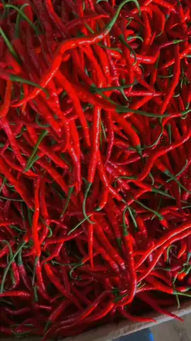 #petaniindonesia🇮🇩🇮🇩🇮🇩🌿🌿 #wongjowo #fyp