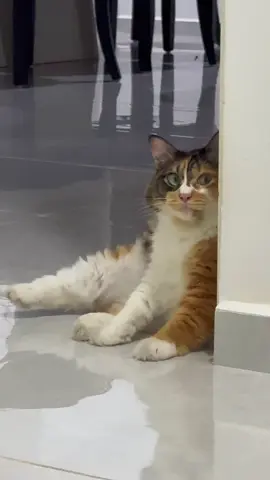 menjawab sambil menguap! #catsoftiktok #cat 