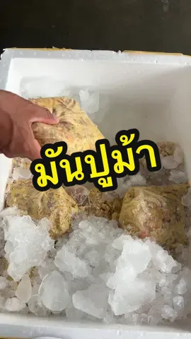 มันปูม้าแท้ #ห้องครัวtiktok #patseafood #เทรนด์วันนี้ #มันปู #มันปูม้า 