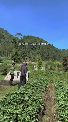 makan ztroberi gratez