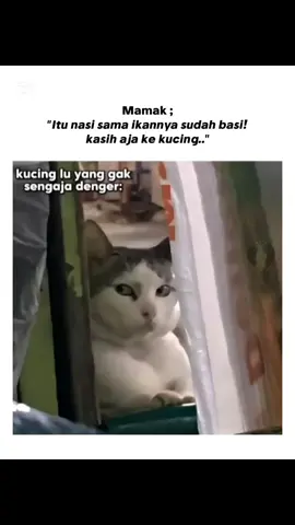 🐱:awas lu ya #cat #kucinglucu #kucing 