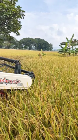 🌾🌾🌾