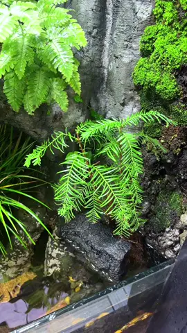 Cây thuỷ sam -Metasequoia glyptostroboides một dòng bán cạn đẹp 😚 #ngamcacungan #metasequoia #aquarium #caythuysam #thuysam 