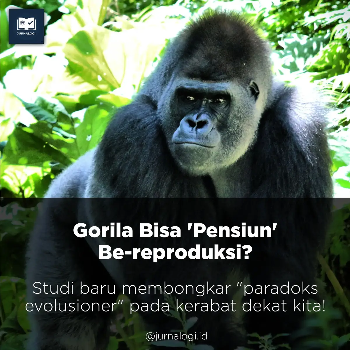 Studi terbaru di jurnal PNAS menemukan bahwa gorila gunung Bwindi bisa hidup lebih dari 10 tahun setelah mereka berhenti bereproduksi. Ini mirip seperti manusia! Kenapa ya? Apa alasannya sama seperti manusia? Geser carousel ini untuk mengetahui sains keren di baliknya! Referensi: Smit, N., & Robbins, M. M. (2025). Post-reproductive lifespan in wild mountain gorillas. Proceedings of the National Academy of Sciences, 122(42). https://doi.org/10.1073/pnas.2510998122 #biology #Science #journal #foryoupage #fyp 