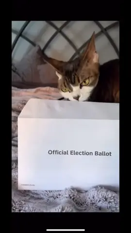 #onthisday Pulling this one out of the archives because another important election is coming up. PA friends, remember to vote so the current Democratic-majority on the Pennsylvania Supreme Court can continue protecting access to voting, fair redistricting, reproductive rights, and workers’ rights instead of a shift that could hand control to judges backed by partisan and corporate interests instead of those who protect voters and communities. #vote #catsoftiktok #cats #fyp 