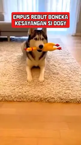 ANJING DAN KUCING LUCU #dubbinghewan dubbinghewan #kucing #doggy #fyp 