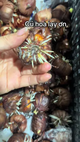 Củ hoa lay ơn