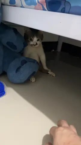 Pusa na ahas na kambing para san kapa hahaha