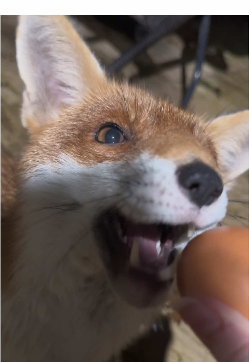 Flo 💜🦊 #follow #funnyanimals #animalsoftiktok #fox #FYP 