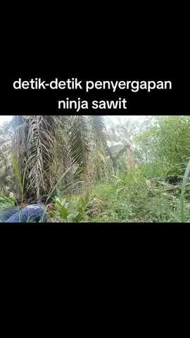 #ninjasawit #promomakangajian #pyppppppppppppppppppp #idtrendingtiktok #petanisawit🌴 