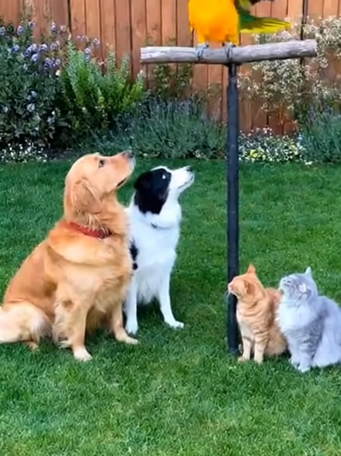 Papagai the Teacher! 🦜 Teaching Dogs and Cats to Talk 😂 #TalkingAnimals #FunnyPets #ViralShort #SmartParrot #CuteDogs #FunnyCats