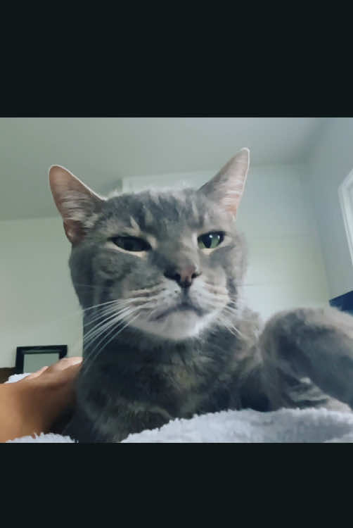 Watch till the end for a lil surprise. 🖤 #cat #healing #peaceful #relax #happyplace