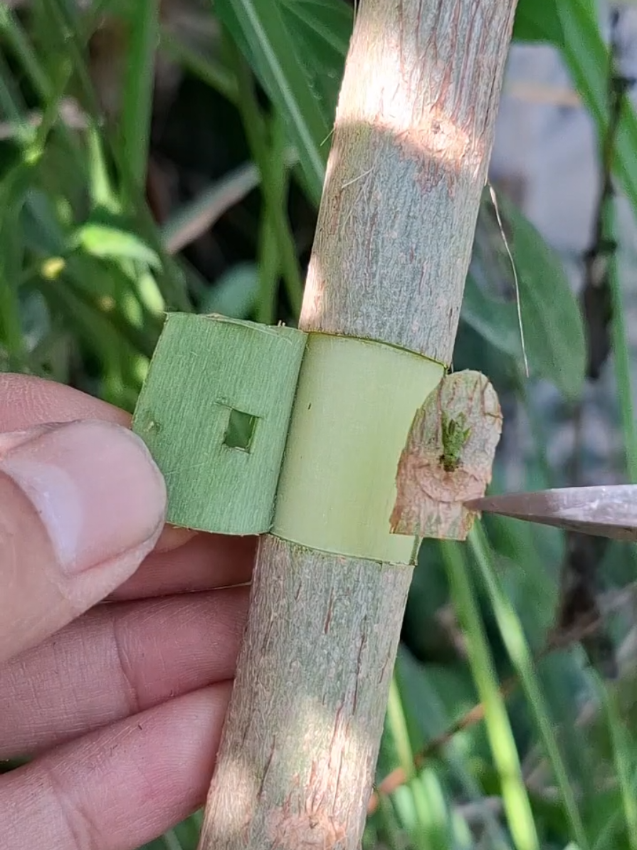 Amazing grafting technique 🌳#bonsaiart #grafting #plants #gardening #bonsai 