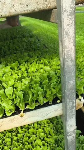 #عدنانو🥹 #كوتي 