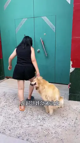Cute #dog #dogvideo #pet #foryou #comedia  @pet cute  @pet cute  @pet cute 