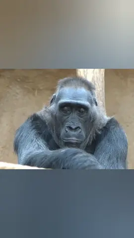 အသည်းကွဲ 💔 နေရင်ကျော်သွားနော် မရည်ရွယ်ပါဘူး #performancevideo #fyp #feelpost #sadvibes #ဒီတပုဒ်တော့fypပေါ်ရေက်ချင်တယ် 