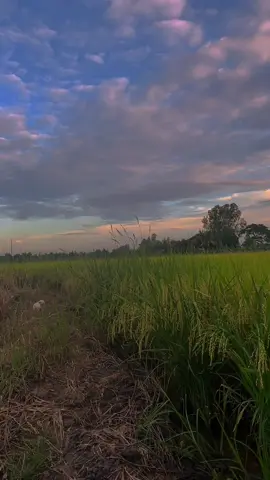 Chiều quê..#xuhuong #canhdepthiennhien #songnuocmientay #canhdep #mientay 