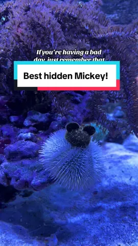 Love this little detail over at the Seas pavilion at EPCOT!  Sea urchins naturally like to cover themselves with shells and rocks, so Cast members put Mickey hats in the tank for them to use!  Book your next Disney vacation with me- my services are completely free! Link in bio  #disneyworld #disneyvacationplanner #epcot #mickeymouse 