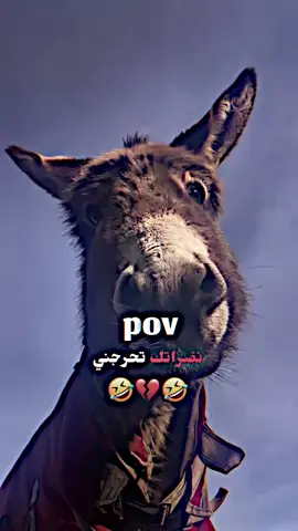 نضراتك تحرجني وانساا 😂💔👌