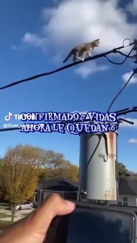 EL GATO VOLADOR XD NO ES MI VIDEO SOLO LO EDITE XD🤭🤣