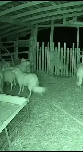 #skinwalker #cctv #fy #scary #are What is this strange creature? Fortunately, it went away and did no harm.