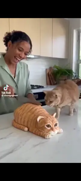 當你的貓不乖時