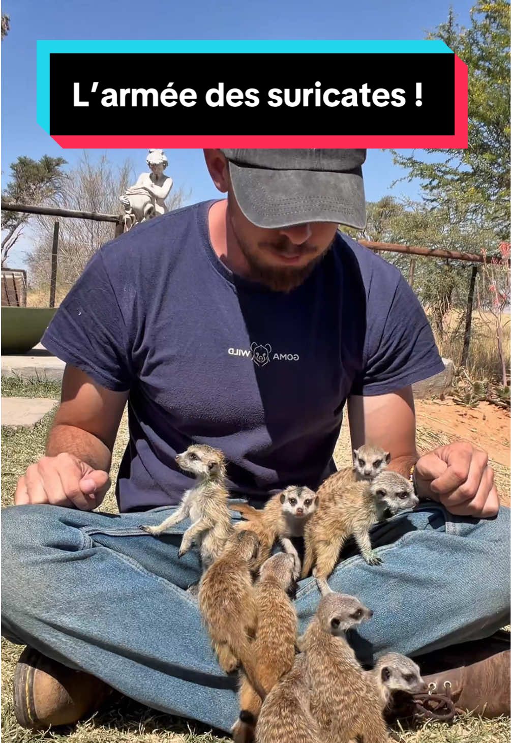 Aujourd’hui, j’entraîne mon armée de suricates à conquérir le monde ! 🫡🌍 Bon… ils ne sont pas encore très synchronisés, mais ça viendra, j’en suis sûr ! 😅 En réalité, le but est tout autre : je fais du baby-sitting et je les rappelle quand ils s’éloignent un peu trop. 🐾 Ces moments les préparent à être relâchés dans la nature avec leur groupe, quand ils seront assez grands !  #pourtoi 