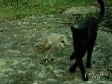 #cat #owl 