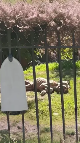 #собакадругчеловека #спасениежизни #собака 