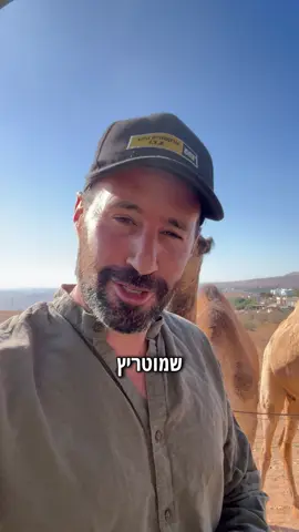 גמלים🐪 