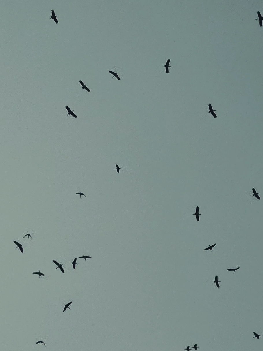 পাখির সমসহার#bird #wintervibes #birdsoftiktok #foryoupage #bangladesh🇧🇩 