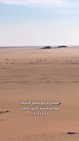 سبعان لا ركبو ضهور الاصيلات #فايز_الدوسري #سبيع #fyp #الوضح #عبدالله_بن_فهيد_بن_فنيسان_السبيعي 