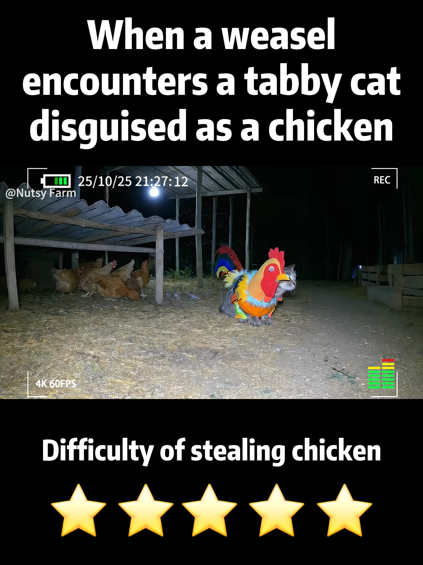 When a weasel encounters a tabby cat disguised as a chicken #camera #animals #cat #weasel #cute