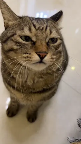 If the kitten beat me, I will compensate for my mental loss!#fyp #jinjin #CatCare 