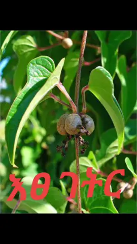 እፀ ገትር ለስንፈ ወሲብ ለደከመበት መፍትሔ በተመጣጣኝ ዋጋ ውሰዱ