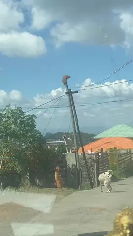 Guysss I accidentally took thattt , it's so funny#fypp #viral #cat #dog 