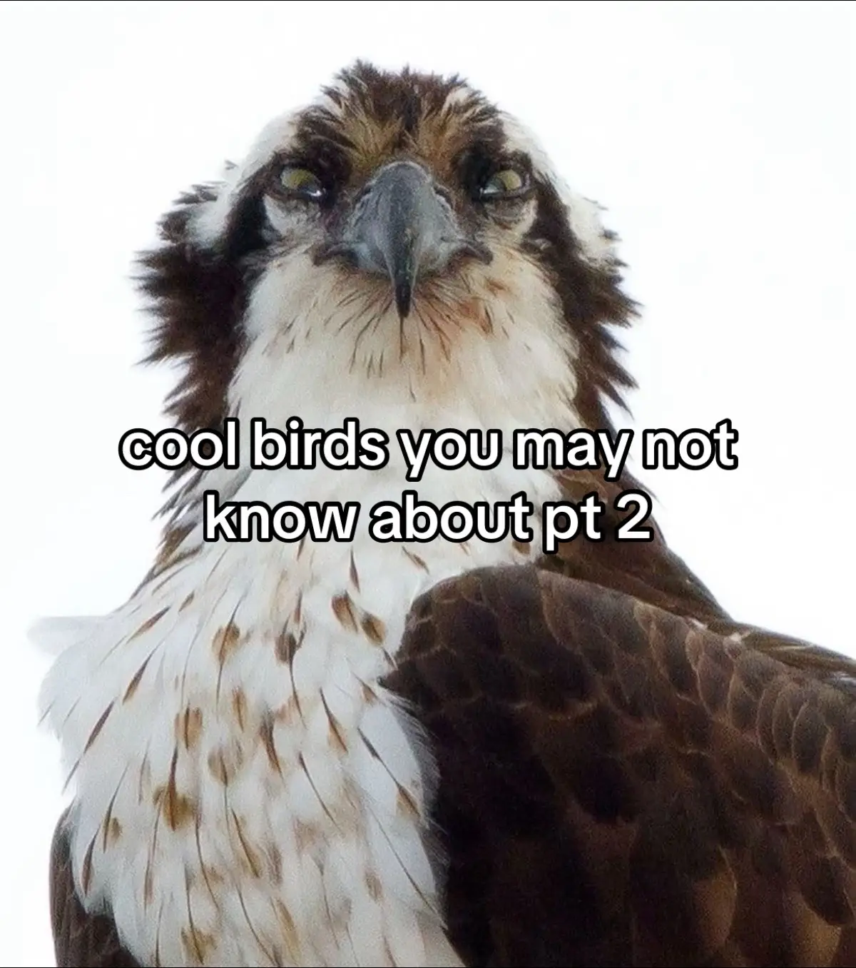 since you guys liked part one so much :) #foryou #bird 