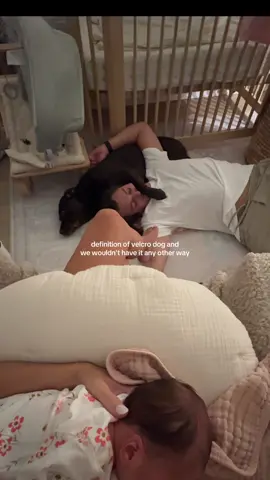 attached at the hip (shoulder)🫶🏼 #fyp #velcrodog #chocolatelab #firstdog #dogparents 