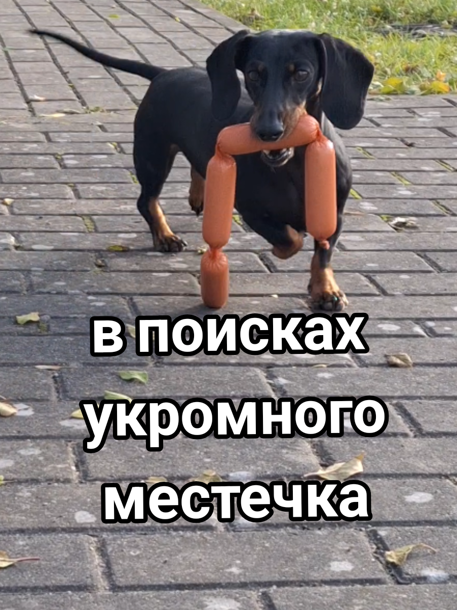 Шпулёныш в поисках укромного местечка (везде хозяин с камерой)! #смешныеживотные #приколысживотными #таксашпулька #собакадругчеловека 