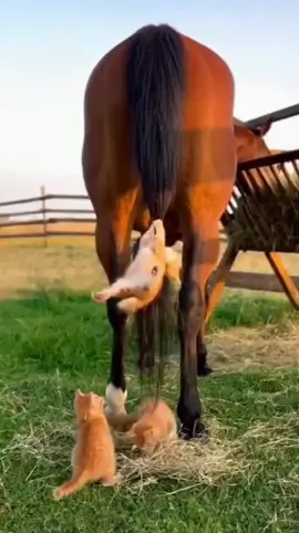 #fyp #highlight #everyone #tiktok #catsoftiktok 