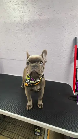 Meet Marley, My new puppy ❣️🐶 Just got her very first  bath /groom at 14 weeks old :))