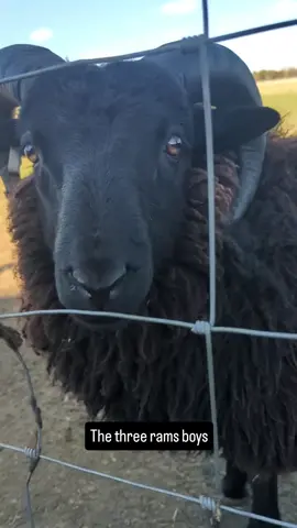 The three rams boys. They are separated from our girls living the bachelor life. They aren't super happy about it, but at least they have each other for company and can watch our herd ram take on all the ladies🤣