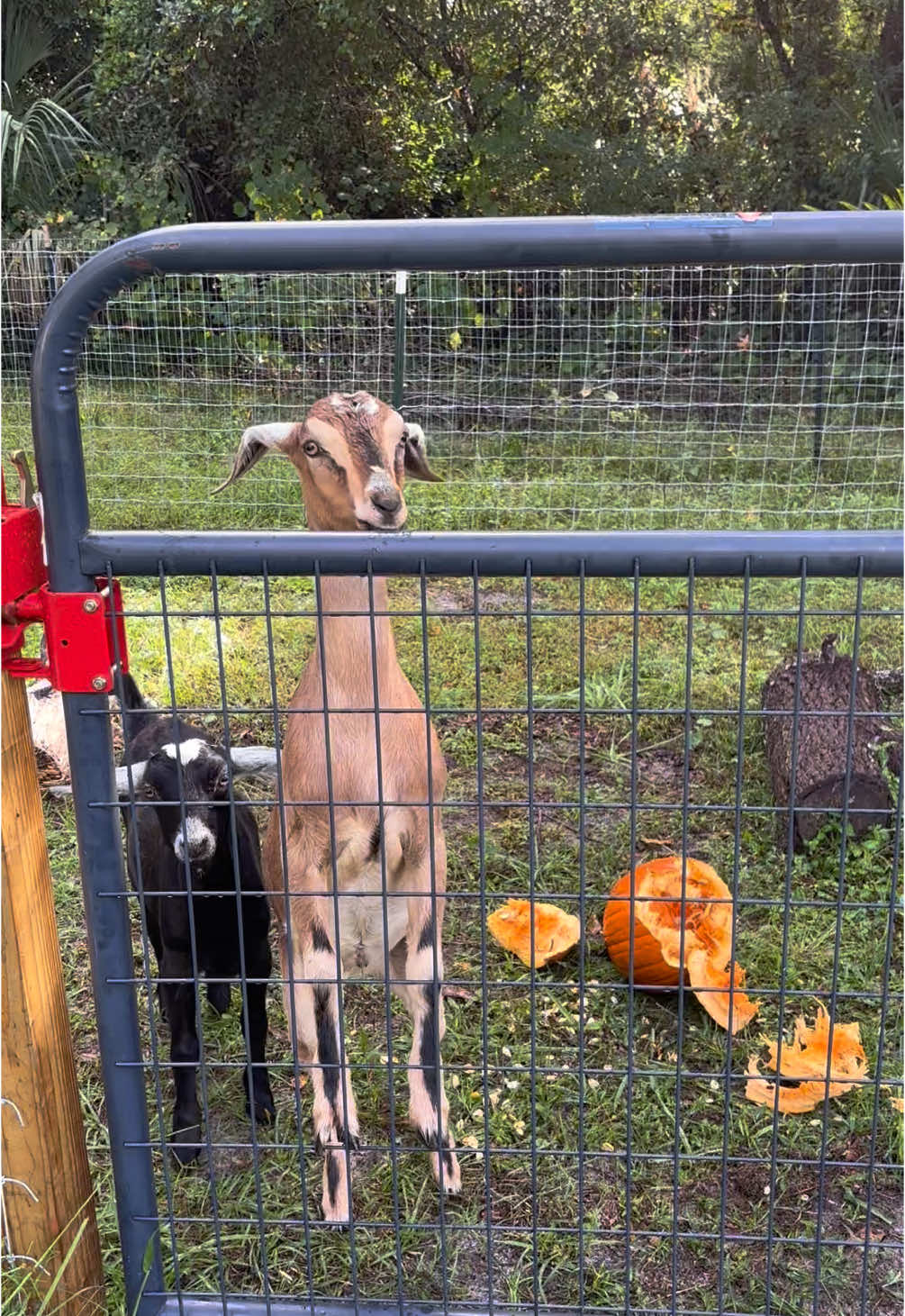 Halloween treat 🎃 #goats #chickensoftiktok #homestead #orlandoflorida #farmlife #pumpkinseason 