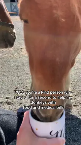 POV: you're a kind person who stayed for a second to help my donkeys with food and medical bills🥺link in bio 