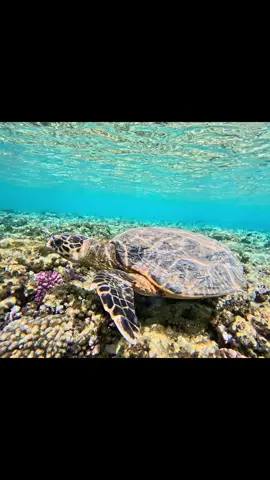 Port Ghalip #egypt #snorkeling #turtle #underwater #sealife 