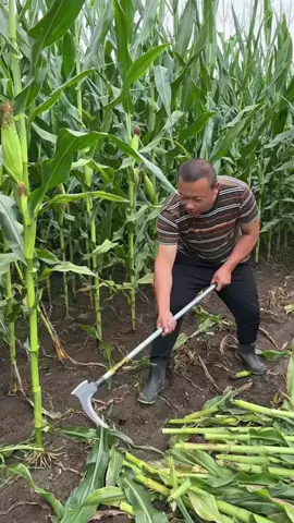 #FarmingLife #FarmLife #Agriculture #FarmerOfTikTok #SustaianbleFarming