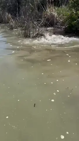 balıq yuvası #baliq #baliqovu #fish #fishing #baliqci 