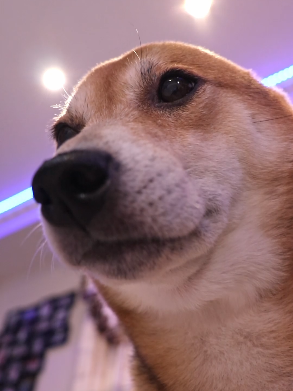 she feelin this beat😌 . #doggo #foryou #shibainu #doglovers #dogsoftiktok 