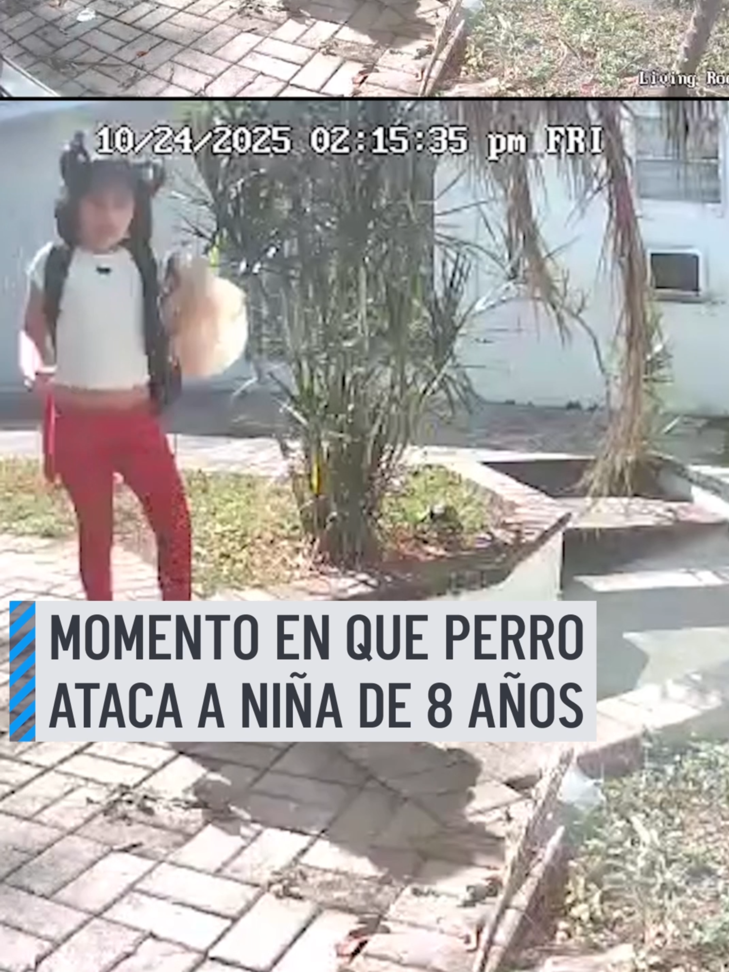 Una cámara captó el momento en que una niña de 8 años fue atacada por un perro mientras regresaba a su casa en Hollywood, Florida, junto a su madre. El video muestra al vecino, dueño del perro, abalanzándose para intentar detener el ataque. El perro la mordió en el rostro, confirmó el Departamento de Policía de Hollywood. #pitbull #perro #hollywood #florida